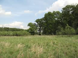 Attēlu rezultāti vaicājumam “Laserpitium pruthenicum”