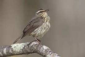 Image result for Seiurus noveboracensis