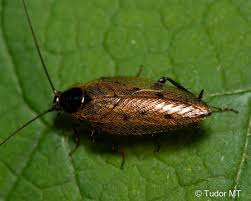 Attēlu rezultāti vaicājumam “Ectobius sylvestris nymph”