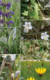 Attēlu rezultāti vaicājumam “Microbotryum tragopogonis - pratensis”