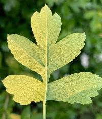 Attēlu rezultāti vaicājumam “Crataegus monogyna subsp. nordica”