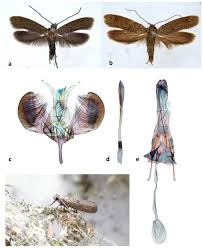 Attēlu rezultāti vaicājumam “Yponomeuta evonymella imago”