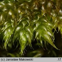 Attēlu rezultāti vaicājumam “Hypnum cupressiforme var. lacunosum sporophyte”