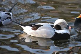 Attēlu rezultāti vaicājumam “Clangula hyemalis male”