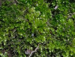Attēlu rezultāti vaicājumam “Plagiothecium latebricola”