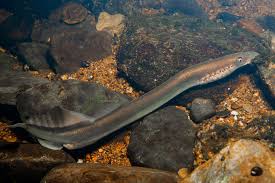 Image result for Lampetra fluviatilis