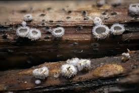 Attēlu rezultāti vaicājumam “Lachnella alboviolascens”