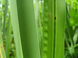 Attēlu rezultāti vaicājumam “Acorus calamus leaf”