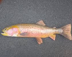 Image result for Oncorhynchus clarkii
