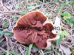 Attēlu rezultāti vaicājumam “Discina perlata”