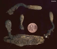 Attēlu rezultāti vaicājumam “Xylaria longipes”