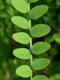 Attēlu rezultāti vaicājumam “Vicia sylvatica”