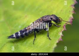 Attēlu rezultāti vaicājumam “Ontholestes murinus”