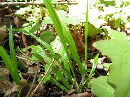 Attēlu rezultāti vaicājumam “Brachypodium sylvaticum”
