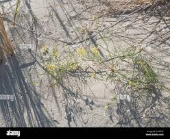 Attēlu rezultāti vaicājumam “Linaria loeselii fruit”