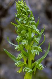 Attēlu rezultāti vaicājumam “Coeloglossum viride flower”