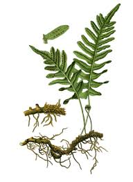Attēlu rezultāti vaicājumam “Polypodium vulgare”