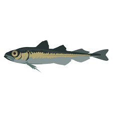 Image result for Boreogadus saida