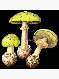 Attēlu rezultāti vaicājumam “Amanita citrina”