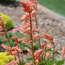 Image result for Salvia splendens