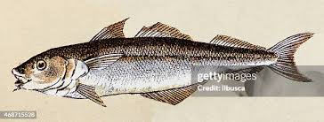 Image result for Melanogrammus aeglefinus