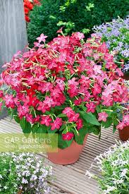 Image result for Nicotiana x sanderae