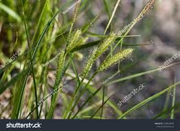 Attēlu rezultāti vaicājumam “Carex vesicaria”