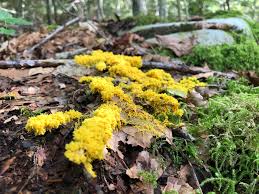 Attēlu rezultāti vaicājumam “Physarum alexandrowiczii”