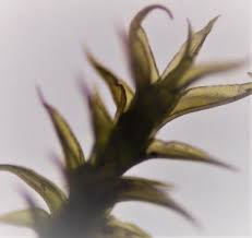 Attēlu rezultāti vaicājumam “Ceratodon purpureus”