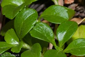 Attēlu rezultāti vaicājumam “Linnaea borealis leaf”