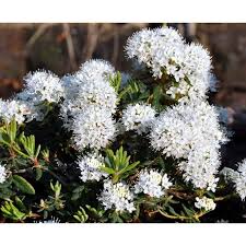 Attēlu rezultāti vaicājumam “Ledum palustre leaf”