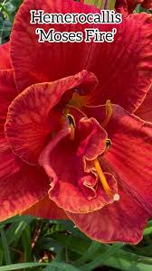Image result for Hemerocallis `Moses Fire`