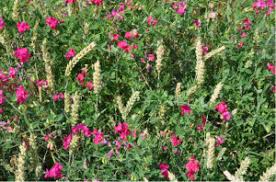 Attēlu rezultāti vaicājumam “Lathyrus tuberosus”