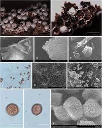 Attēlu rezultāti vaicājumam “Diderma chondrioderma sessile”