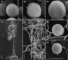 Attēlu rezultāti vaicājumam “Physarum bryocorticola spores”