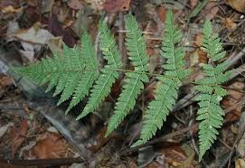 Attēlu rezultāti vaicājumam “Dryopteris carthusiana”
