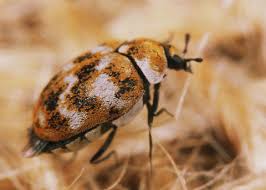 Attēlu rezultāti vaicājumam “Anthrenus verbasci”