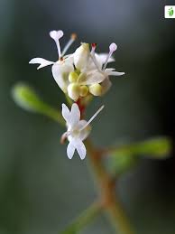 Attēlu rezultāti vaicājumam “Circaea alpina flower”