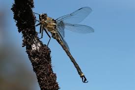 Attēlu rezultāti vaicājumam “Cordulidae”