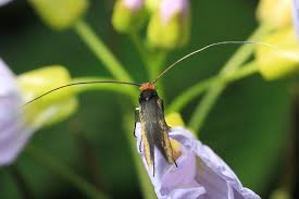Attēlu rezultāti vaicājumam “Adelidae”
