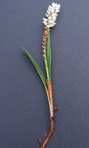 Attēlu rezultāti vaicājumam “Bistorta vivipara flower”