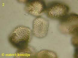 Attēlu rezultāti vaicājumam “Pucciniastrum areolatum”