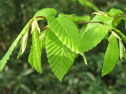 Attēlu rezultāti vaicājumam “Carpinus betulus leaf”