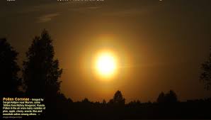 Attēlu rezultāti vaicājumam “pollen corona”