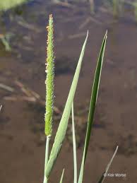 Attēlu rezultāti vaicājumam “Alopecurus aequalis”