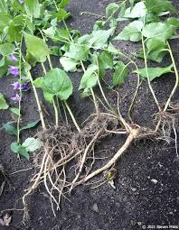 Attēlu rezultāti vaicājumam “Campanula rapunculoides bud”