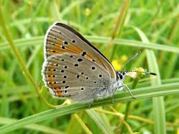 Attēlu rezultāti vaicājumam “Lycaena hippothoe”