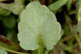 Attēlu rezultāti vaicājumam “Viola tricolor leaf”