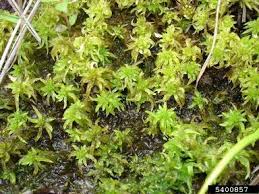 Attēlu rezultāti vaicājumam “Sphagnum wulfianum”