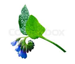 Attēlu rezultāti vaicājumam “Symphytum officinale bud”